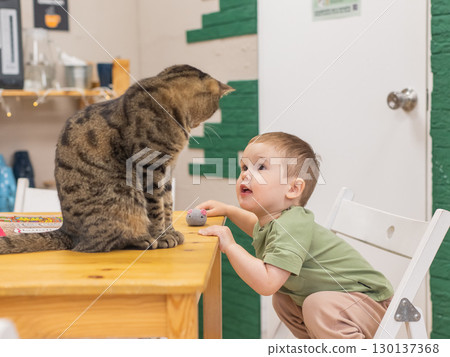 Caucasian little boy in a cat cafe.  130137368