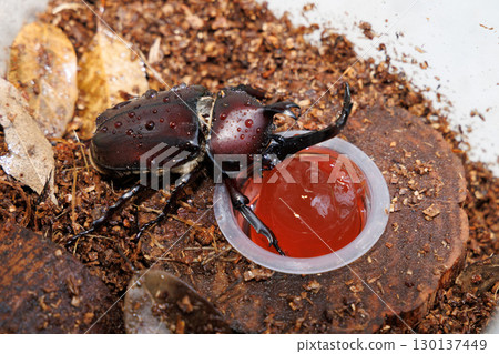 Beetle eating an insect jelly Beetle eating an insect jelly 130137449