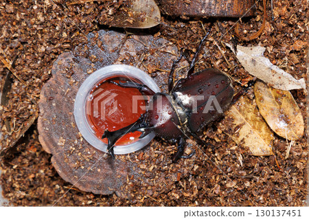 Beetle eating an insect jelly 130137451