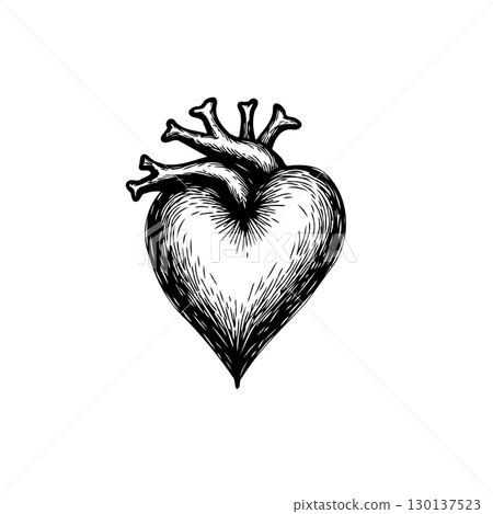 Detailed anatomical heart illustration with arteries in vintage sketch style Detailed anatomical heart illustration with arteries in vintage sketch style 130137523