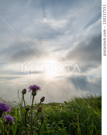 Morning sun, clouds and purple flowers Morning sun, clouds and purple flowers 130137551