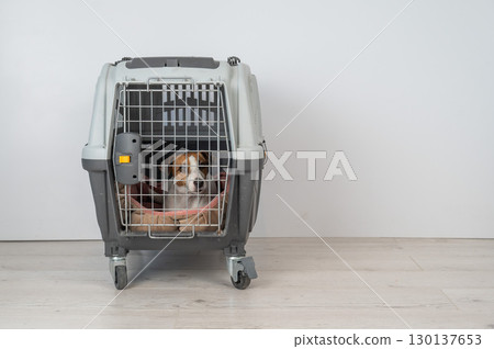 Jack Russell Terrier Dog in Pet Travel Bag.  130137653