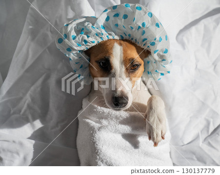 Jack Russell Terrier in a shower cap and towel. Dog spa. Jack Russell Terrier in a shower cap and towel. Dog spa. 130137779