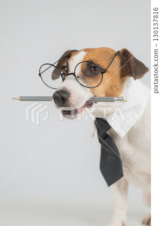 Business dog jack russell terrier holds pencil in mouth.  130137816