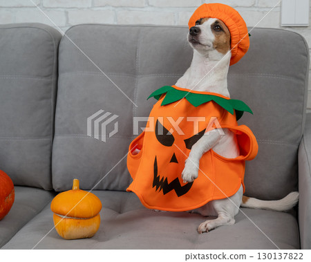 Jack Russell Terrier dog in pumpkin costume next to jack o lantern on sofa. Jack Russell Terrier dog in pumpkin costume next to jack o lantern on sofa. 130137822
