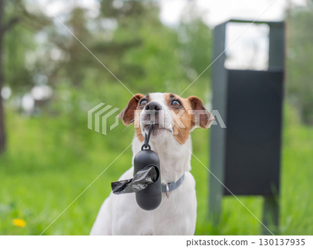 Adorable Dog with Waste Bag Ready for a Walk.  130137935