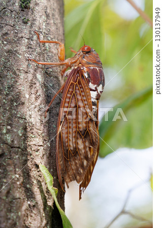 Abra Zemi stopping in a tree 130137949