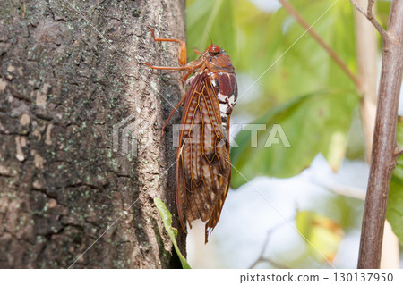 Abra Zemi stopping in a tree 130137950