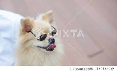 Cute Pomeranian wearing sunglasses on a walk. 130138036