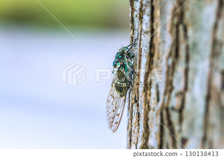 Yokohama cityscape in Japan: The end of summer... The beginning of autumn (7th) has passed, but the intense heat continues... Cicadas (August 22nd) Yokohama cityscape in Japan: The end of summer... The beginning of autumn (7th) has passed, but the intense heat continues... Cicadas (August 22nd) 130138413