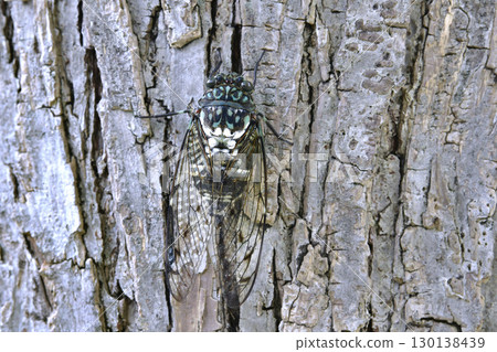 Yokohama cityscape in Japan: The end of summer... The beginning of autumn (7th) has passed, but the intense heat continues... Cicadas (August 22nd) 130138439