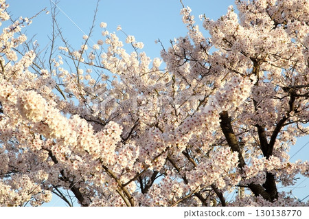 Somei Yoshino cherry tree ‗240415058 130138770