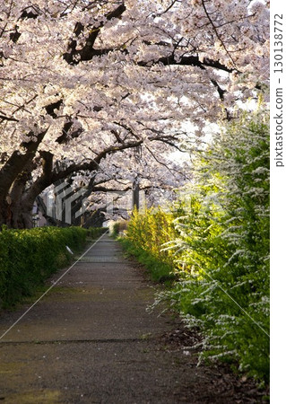 Somei Yoshino cherry tree ‗240415056 Somei Yoshino cherry tree ‗240415056 130138772