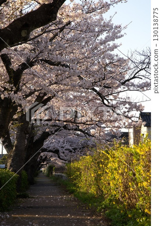 染井吉野‗240415053 染井吉野‗240415053 130138775