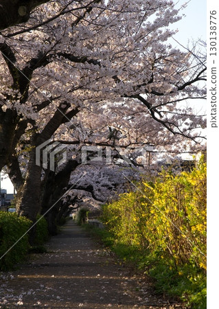 Somei Yoshino cherry tree ‗240415052 Somei Yoshino cherry tree ‗240415052 130138776