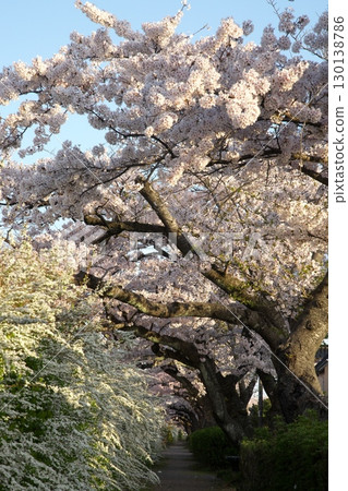 Somei Yoshino cherry tree ‗240415085 130138786