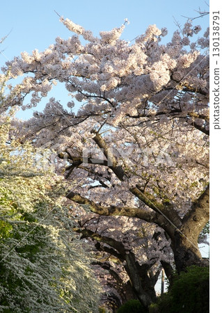 Somei Yoshino cherry tree ‗240415080 130138791