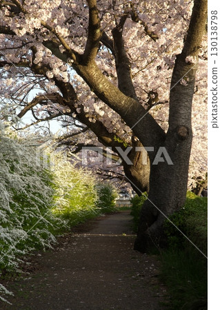 Somei Yoshino cherry tree ‗240415073 130138798
