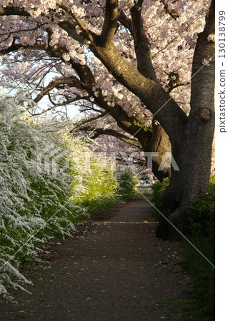 Somei Yoshino cherry tree ‗240415072 130138799