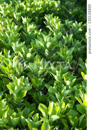 Somei Yoshino cherry tree ‗240415071 Somei Yoshino cherry tree ‗240415071 130138800