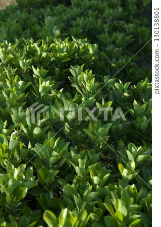 Somei Yoshino cherry tree ‗240415070 130138801