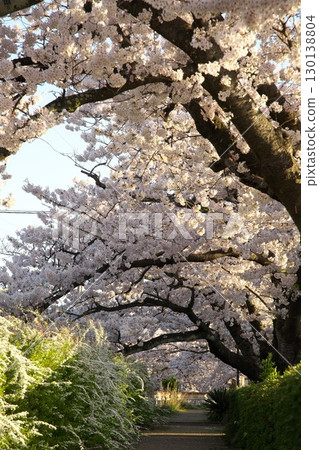 Somei Yoshino cherry tree ‗240415022 130138804