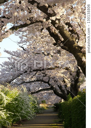 Somei Yoshino cherry tree ‗240415020 130138806
