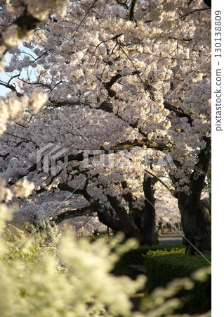 Somei Yoshino cherry tree ‗240415017 130138809