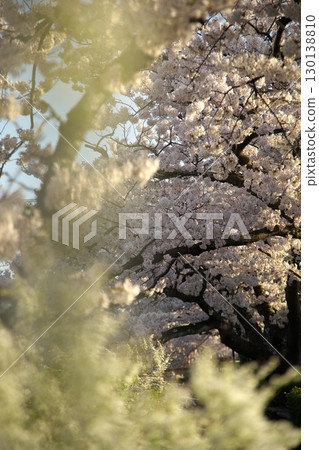 Somei Yoshino cherry tree ‗240415016 130138810