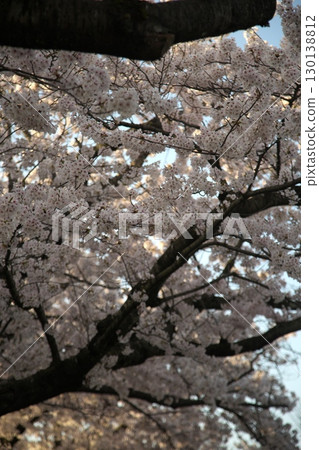 Somei Yoshino cherry tree ‗240415014 Somei Yoshino cherry tree ‗240415014 130138812