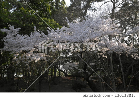 染井吉野櫻 ‗240415013 染井吉野櫻 ‗240415013 130138813