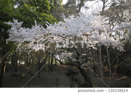 染井吉野‗240415001 130138814