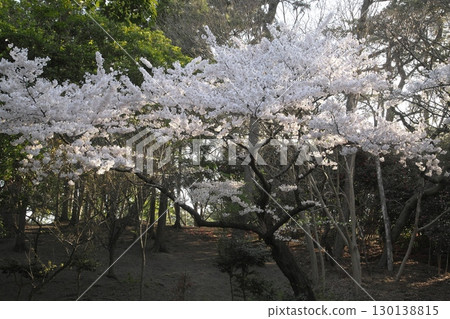 染井吉野櫻花樹 240415011 染井吉野櫻花樹 240415011 130138815