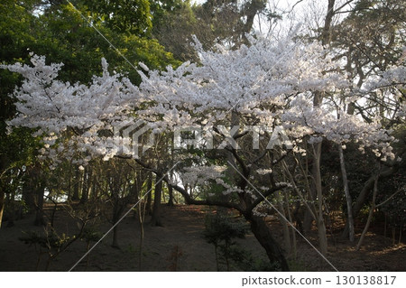 Somei Yoshino cherry tree 240415009 Somei Yoshino cherry tree 240415009 130138817