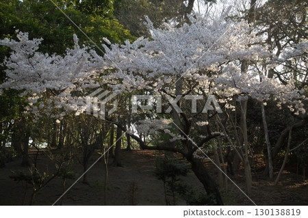 Somei Yoshino‗240415007 130138819