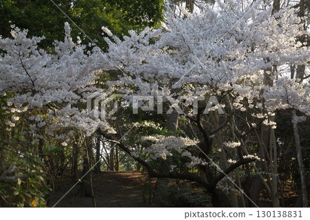 Somei Yoshino cherry tree ‗240415040 Somei Yoshino cherry tree ‗240415040 130138831