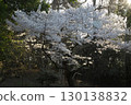 Somei Yoshino cherry tree ‗240415039 130138832