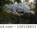 Somei Yoshino cherry tree ‗240415038 130138833