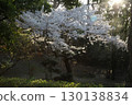Somei Yoshino cherry tree ‗240415037 130138834