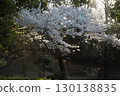 Somei Yoshino cherry tree ‗240415036 130138835
