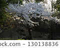 Somei Yoshino cherry tree ‗240415023 130138836