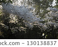 Somei Yoshino cherry tree ‗240415034 130138837