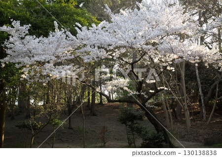 Somei Yoshino cherry tree ‗240415033 130138838