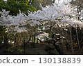 Somei Yoshino cherry tree ‗240415032 130138839