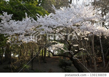 染井吉野櫻 ‗240415032 染井吉野櫻 ‗240415032 130138839