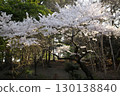 Somei Yoshino‗240415031 130138840
