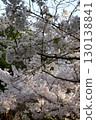 Somei Yoshino cherry tree ‗240415030 130138841