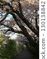 Somei Yoshino cherry tree ‗240415029 130138842