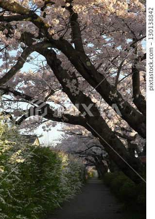 Somei Yoshino cherry tree ‗240415029 130138842