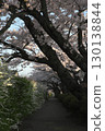 Somei Yoshino‗240415027 130138844